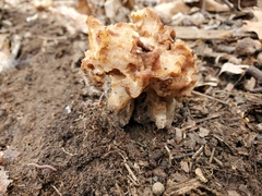 Gyromitra korfii