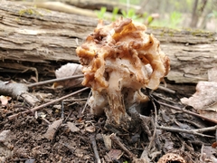 Gyromitra korfii
