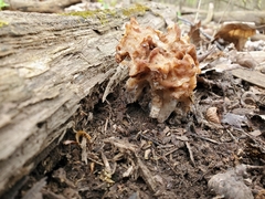 Gyromitra korfii
