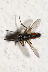 Mintho rufiventris