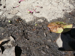 Sceliphron caementarium