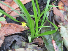 Hypoxis curtissii