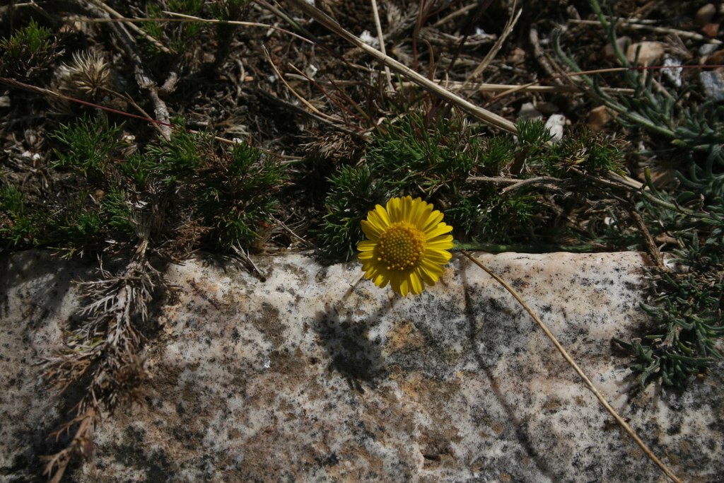 Neja filiformis