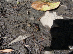 Sceliphron caementarium