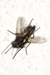Mintho rufiventris
