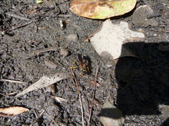 Sceliphron caementarium