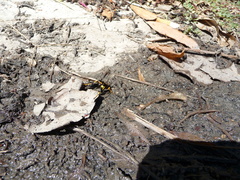 Sceliphron caementarium