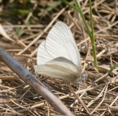 Pieris virginiensis