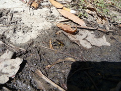 Sceliphron caementarium