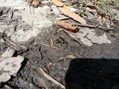 Sceliphron caementarium