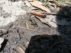 Sceliphron caementarium