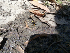 Sceliphron caementarium