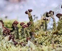 Cladonia parasitica