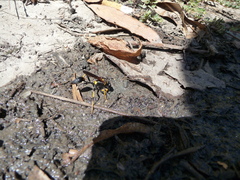 Sceliphron caementarium