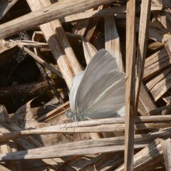 Pieris virginiensis