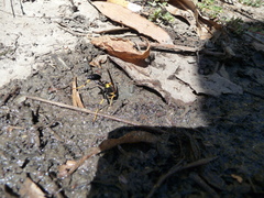Sceliphron caementarium