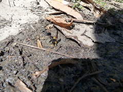 Sceliphron caementarium