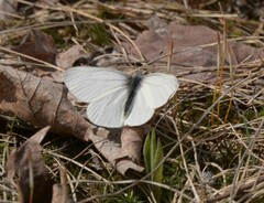 Pieris virginiensis