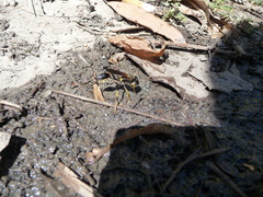 Sceliphron caementarium