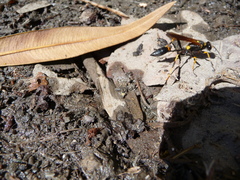 Sceliphron caementarium