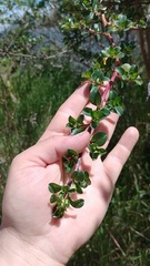 Escallonia myrtilloides