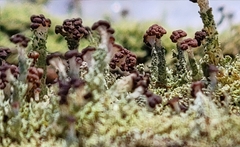 Cladonia parasitica
