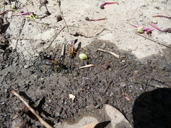 Sceliphron caementarium