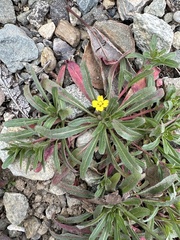 Camissoniopsis micrantha