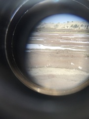 Charadrius bicinctus