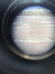 Charadrius bicinctus