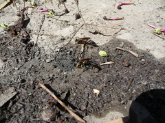 Sceliphron caementarium