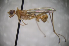 Compsobata