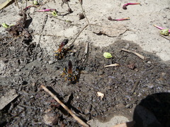Sceliphron caementarium