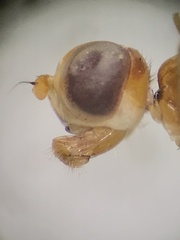 Compsobata