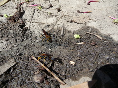 Sceliphron caementarium