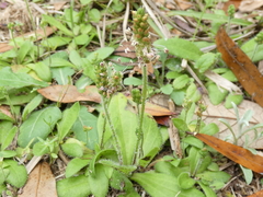 Plantago virginica