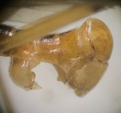 Compsobata