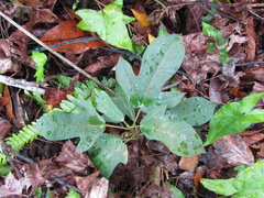 Jatropha integerrima