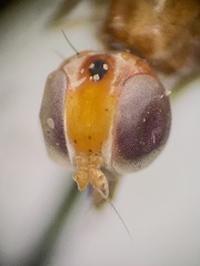 Compsobata
