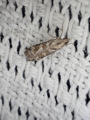 Nomophila corticalis