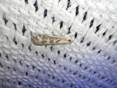 Nomophila corticalis