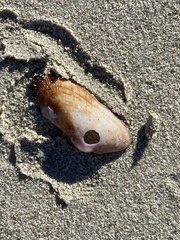 Barbatia barbata