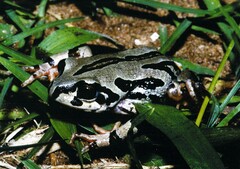 Semnodactylus wealii