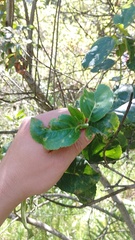 Ageratina tinifolia