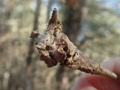 Neuroterus quercusbatatus