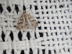 Hygraula nitens