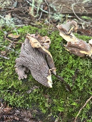 Gyromitra perlata