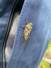 Amphipsalta cingulata