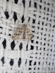 Hygraula nitens