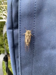 Amphipsalta cingulata